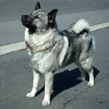 Adult Norwegian Elkhound standing on grass.