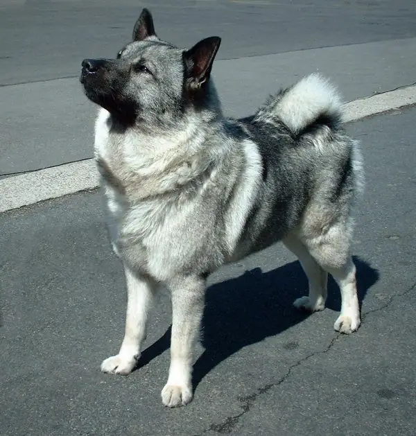 Adult Norwegian Elkhound standing on grass.