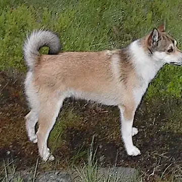 Adult Norwegian Lundehund standing on grass.
