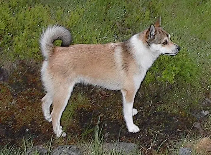 Adult Norwegian Lundehund standing on grass.