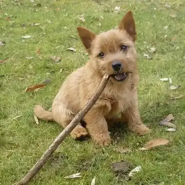 Adult Norwich Terrier standing on a wood floor.