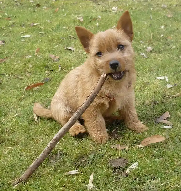 Adult Norwich Terrier standing on a wood floor.