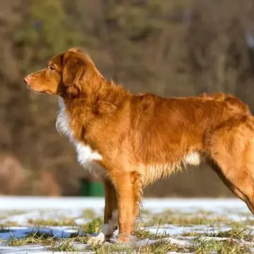 Adult Nova Scotia Duck Tolling Retriever standing in grass.
