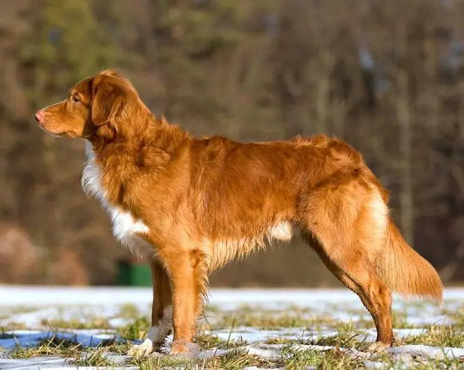 Adult Nova Scotia Duck Tolling Retriever standing in grass.