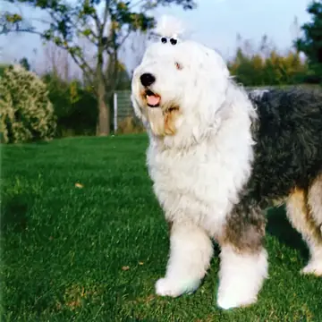Adult Old English Sheepdog standing in grass.