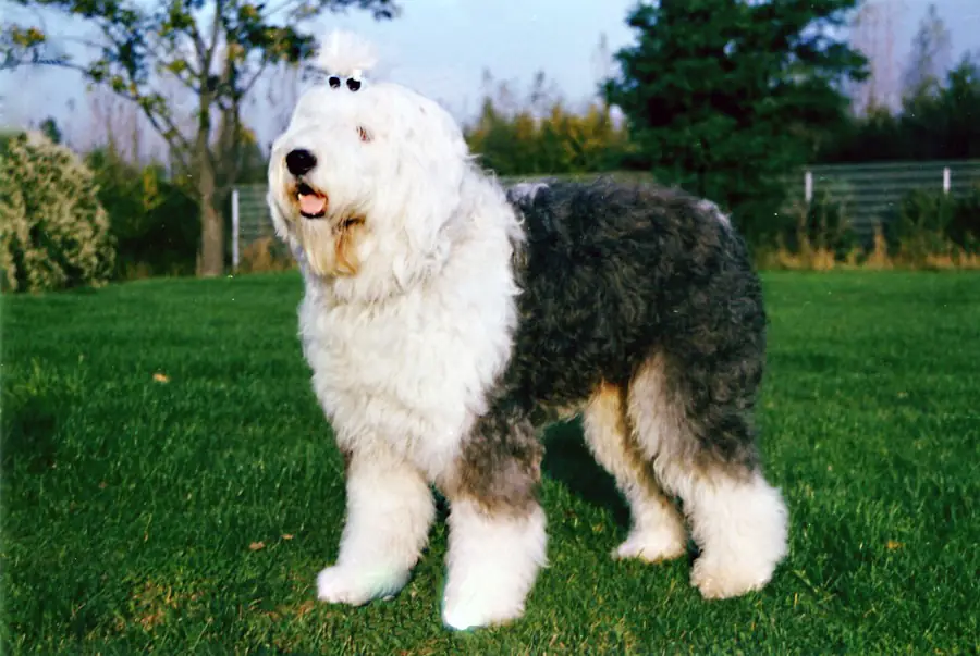 Adult Old English Sheepdog standing in grass.