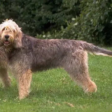 Adult Otterhound standing in profile on a light floor.