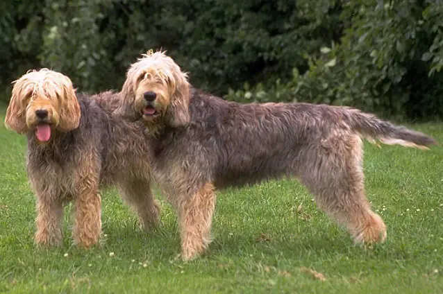 Adult Otterhound standing in profile on a light floor.
