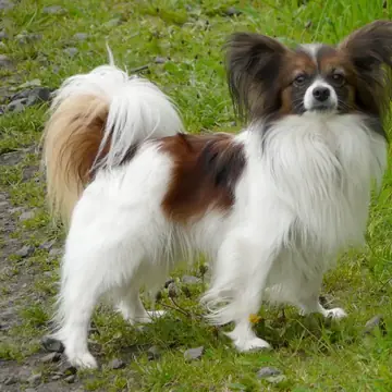 Adult Papillon standing on a wood floor.