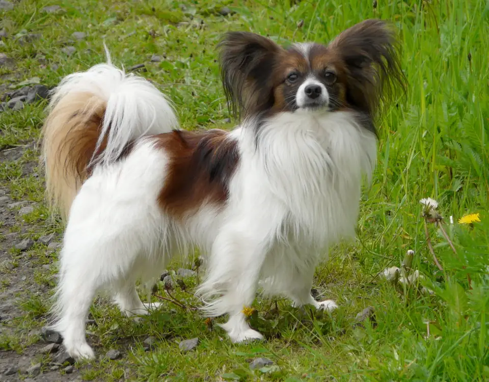 Adult Papillon standing on a wood floor.
