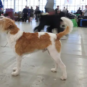 Adult Parson Russell Terrier standing on a wood floor.