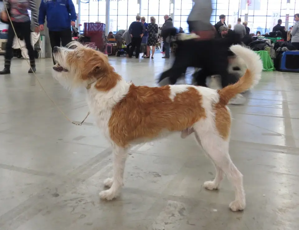 Adult Parson Russell Terrier standing on a wood floor.