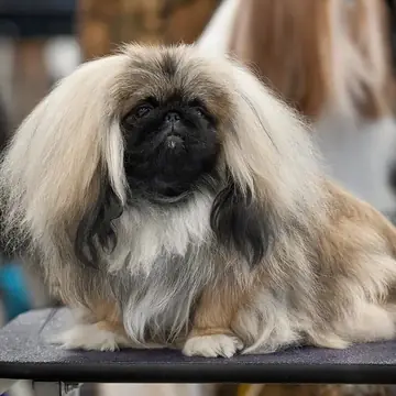 Adult Pekingese standing on a red surface.