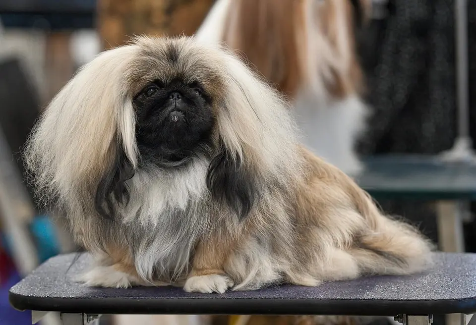 Adult Pekingese standing on a red surface.