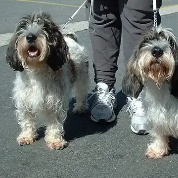 Adult Petit Basset Griffon Vendéen standing in profile on a light floor.