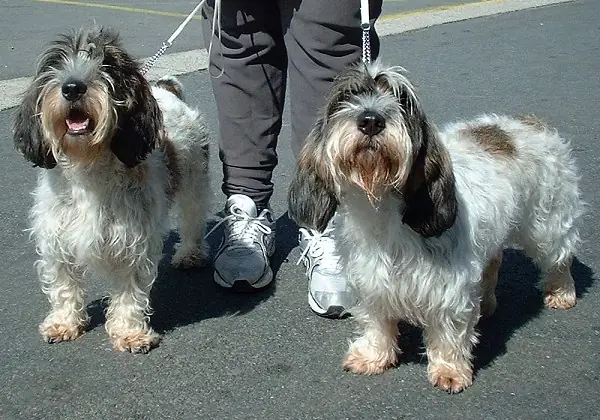 Adult Petit Basset Griffon Vendéen standing in profile on a light floor.