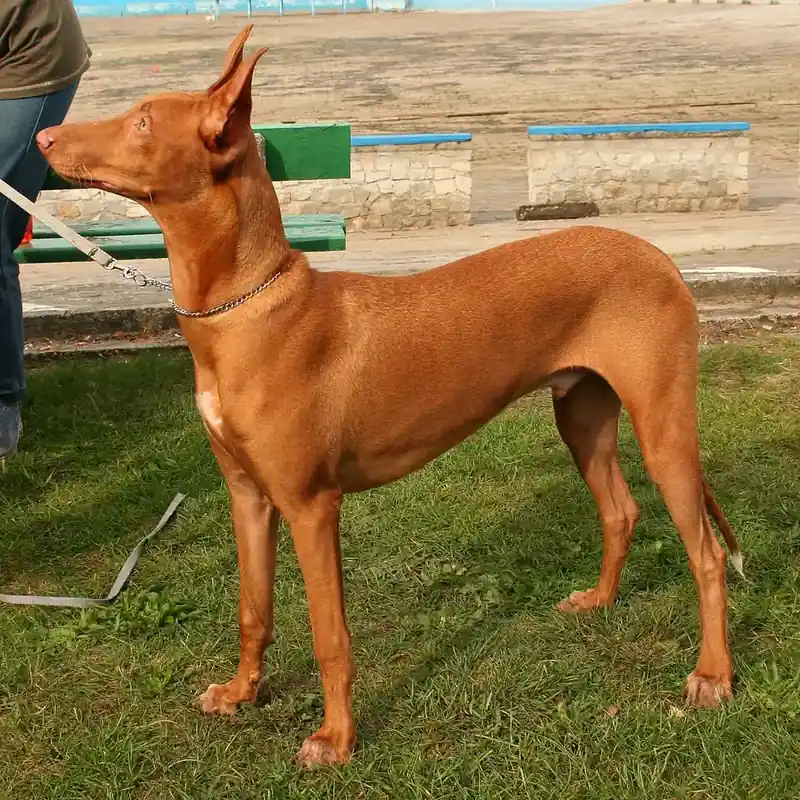 Adult Pharaoh Hound standing in profile on a light floor.