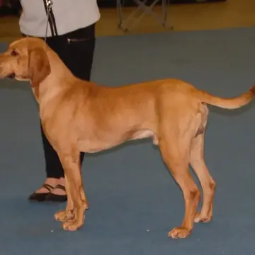 Adult Plott Hound standing in profile on a light floor.