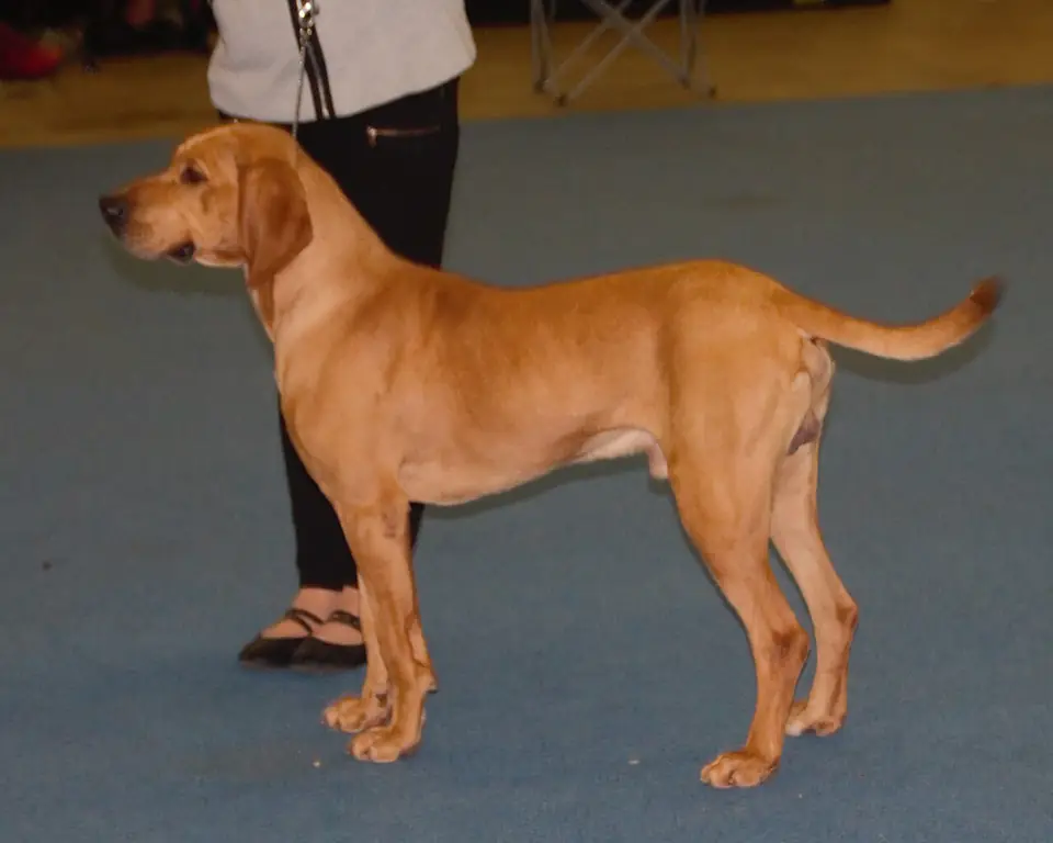 Adult Plott Hound standing in profile on a light floor.