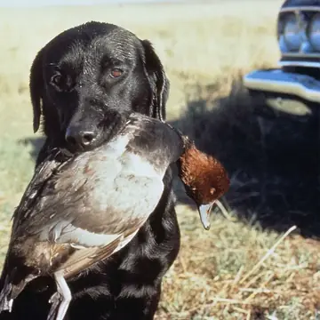 Adult Pointer in a close-up in grass, holding a duck.