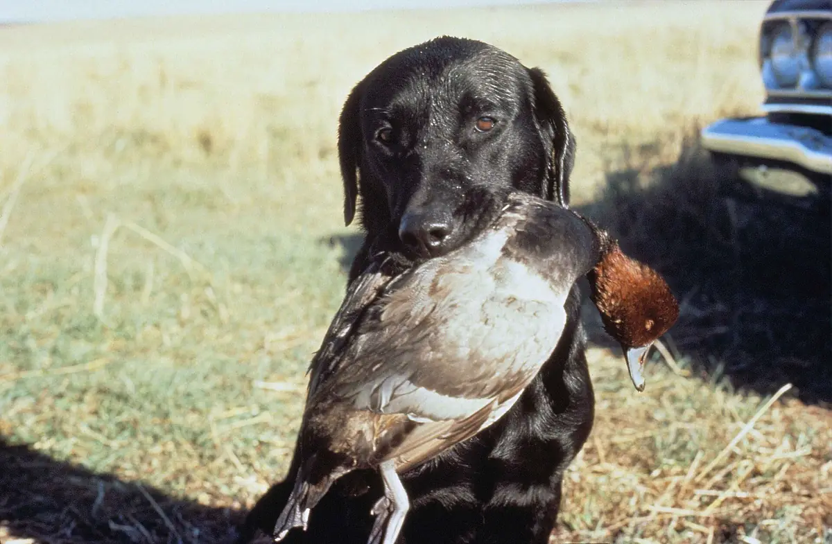 Adult Pointer in a close-up in grass, holding a duck.