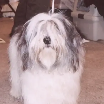 Adult Polish Lowland Sheepdog standing in grass.
