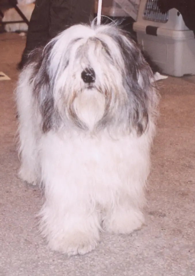 Adult Polish Lowland Sheepdog standing in grass.