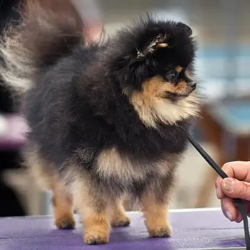 Adult Pomeranian standing on grass.