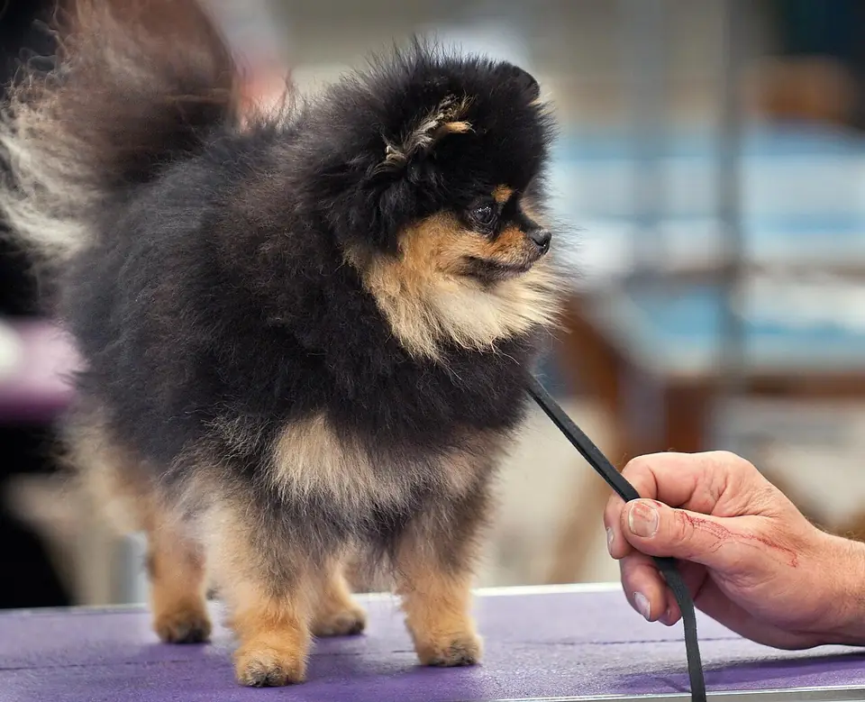 Adult Pomeranian standing on grass.