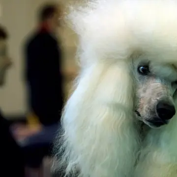 Adult Poodle in a close-up outdoors.