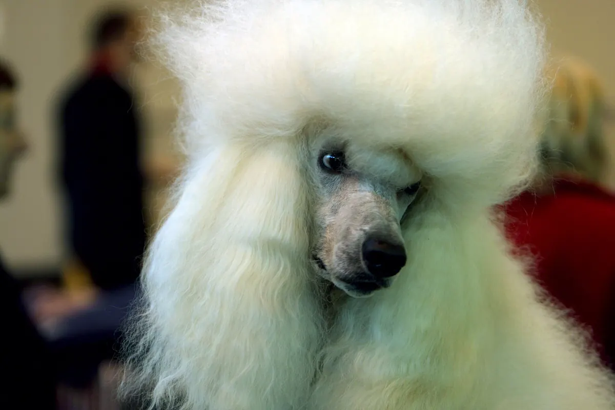 Adult Poodle in a close-up outdoors.