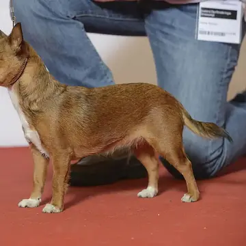 Adult Portuguese Podengo Pequeno standing on a wood floor.