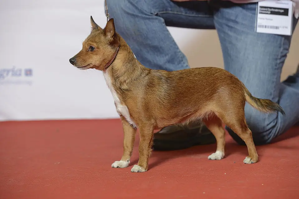 Adult Portuguese Podengo Pequeno standing on a wood floor.