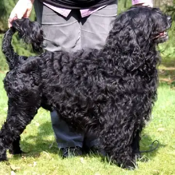 Adult Portuguese Water Dog standing in grass.