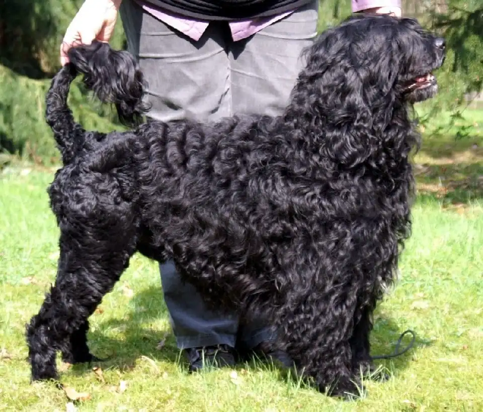 Adult Portuguese Water Dog standing in grass.
