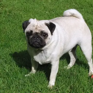 Adult Pug standing on a wood floor.