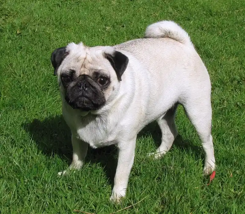 Adult Pug standing on a wood floor.