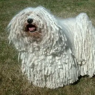 Adult Puli standing in grass.
