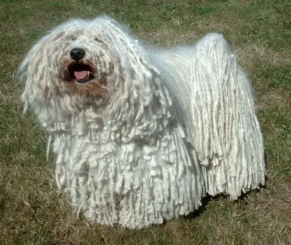 Adult Puli standing in grass.