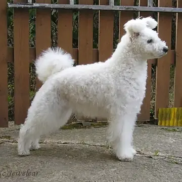 Adult Pumi standing in grass.