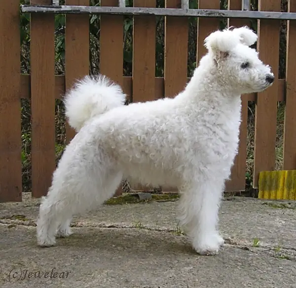 Adult Pumi standing in grass.