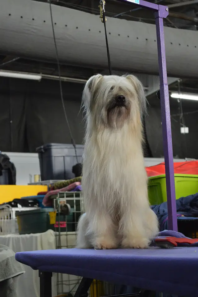 Adult Pyrenean Shepherd standing on grass.