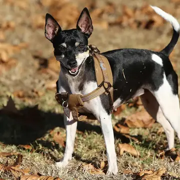 Adult Rat Terrier standing on a wood floor.