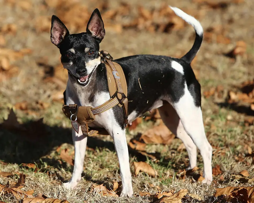 Adult Rat Terrier standing on a wood floor.