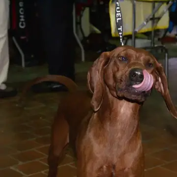 Adult Redbone Coonhound standing on grass.