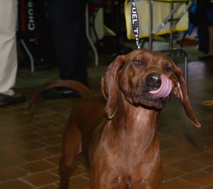 Adult Redbone Coonhound standing on grass.