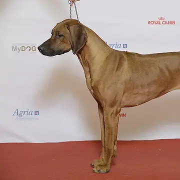 Adult Rhodesian Ridgeback standing on grass.