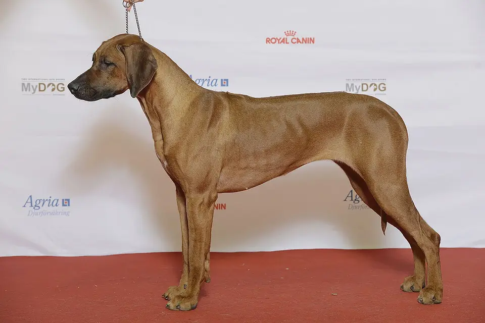 Adult Rhodesian Ridgeback standing on grass.