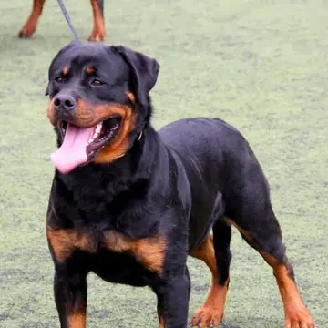 Adult Rottweiler standing on green turf, with part of another dog behind.