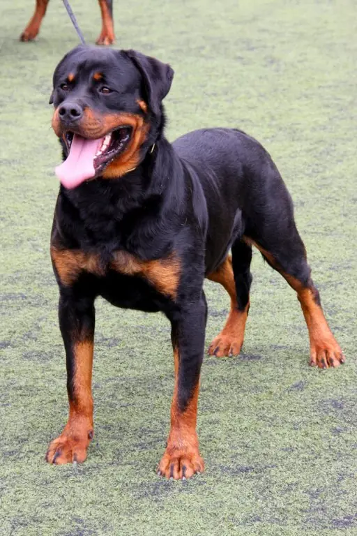 Adult Rottweiler standing on green turf, with part of another dog behind.